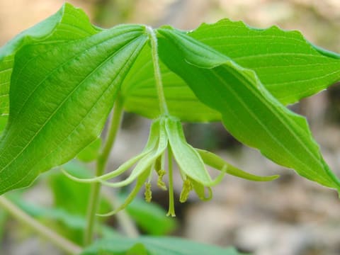 A pair of pale green bell flowers with narrow flared petals hanging beneath broad, ribbed, pointed leaves