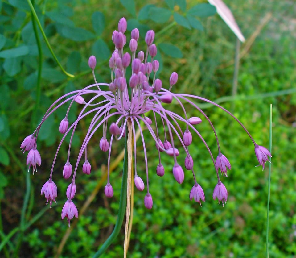 A domed umbel of pink bell flowers on long arching stalks, half of them still upright buds, on a slender stem.