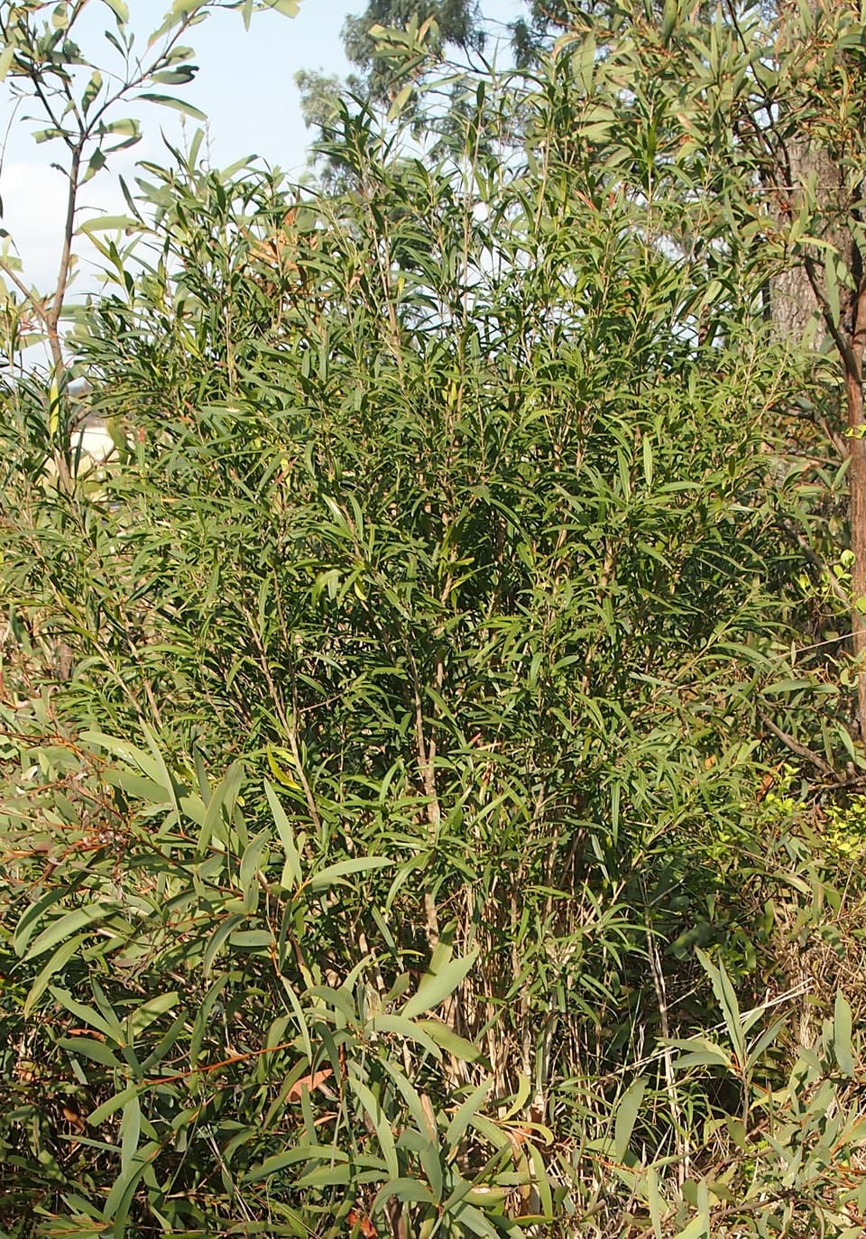 A dense shrub of narrow grey-green willow-like leaves on upright stems, standing in dry scrub