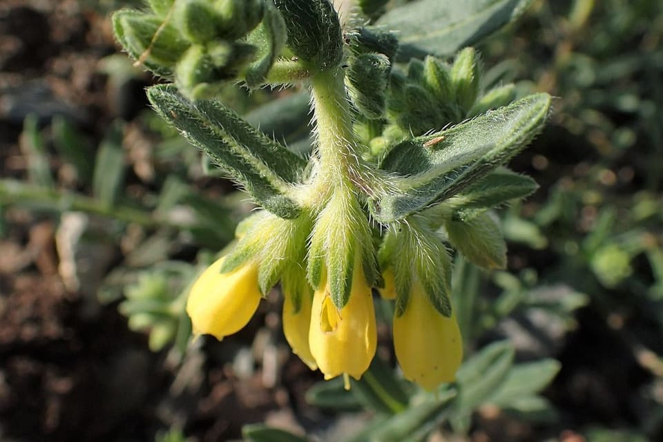 Yellow tubular flowers hanging below hairy grey-green leaves