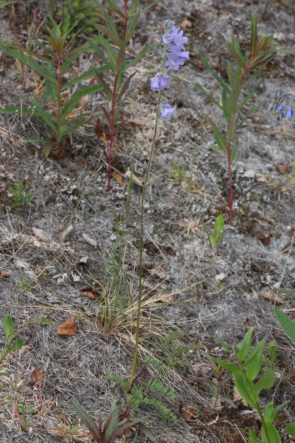 A single wiry stem carrying pale blue-violet flowers, standing over burnt ground with grass and young shoots.