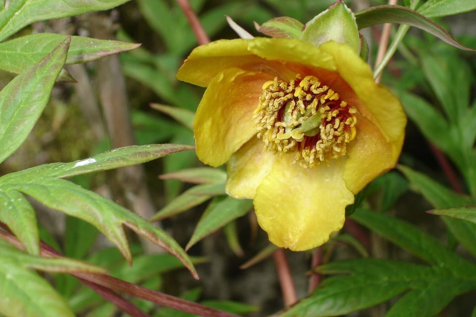 A yellow peony cup with a red-marked centre and golden stamens
