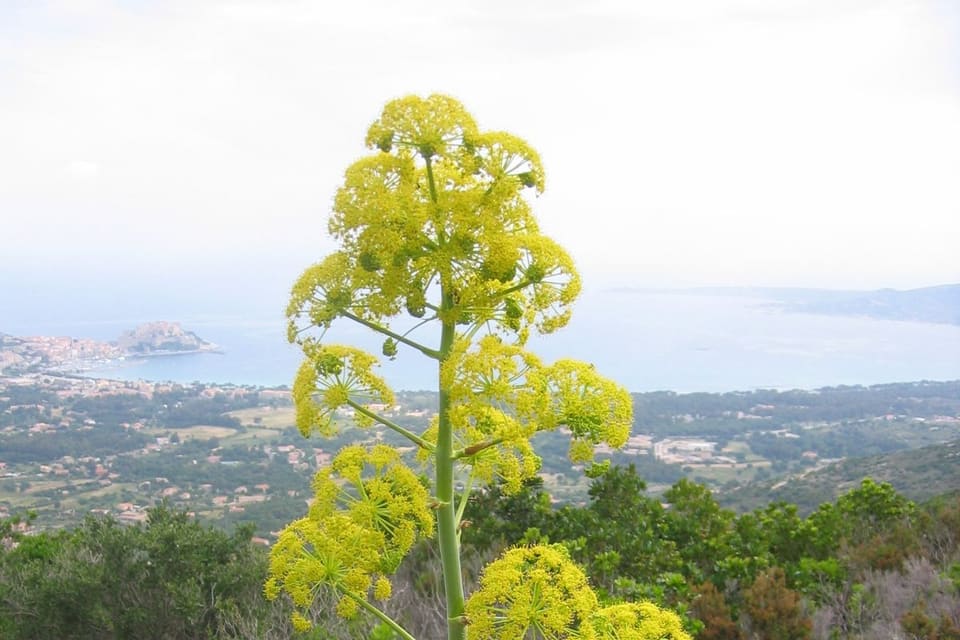 A tall branched stem of yellow-green flowerheads above a coastal hillside