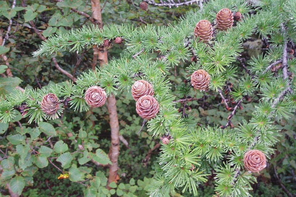 Rose-pink young cones scattered along needle-covered shoots