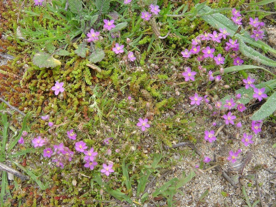 Small pink five-petalled flowers scattered over a low mat of fleshy green shoots and grass, on sandy ground.