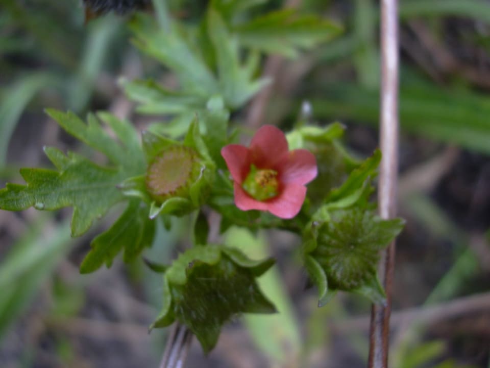 A small brick-red flower with five rounded petals and a green centre, low among deeply cut leaves.
