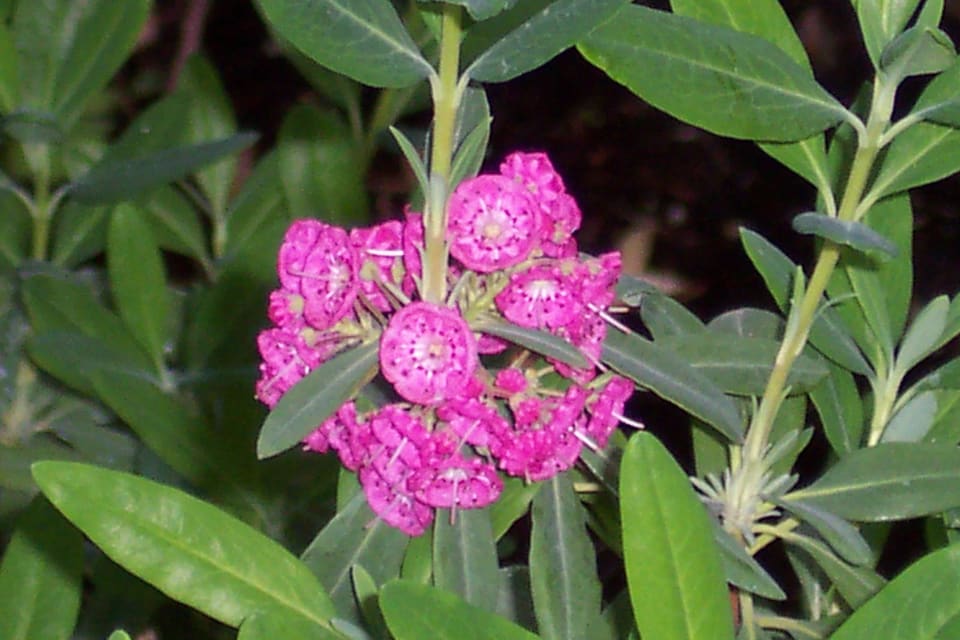 A cluster of deep pink cupped flowers among narrow leaves