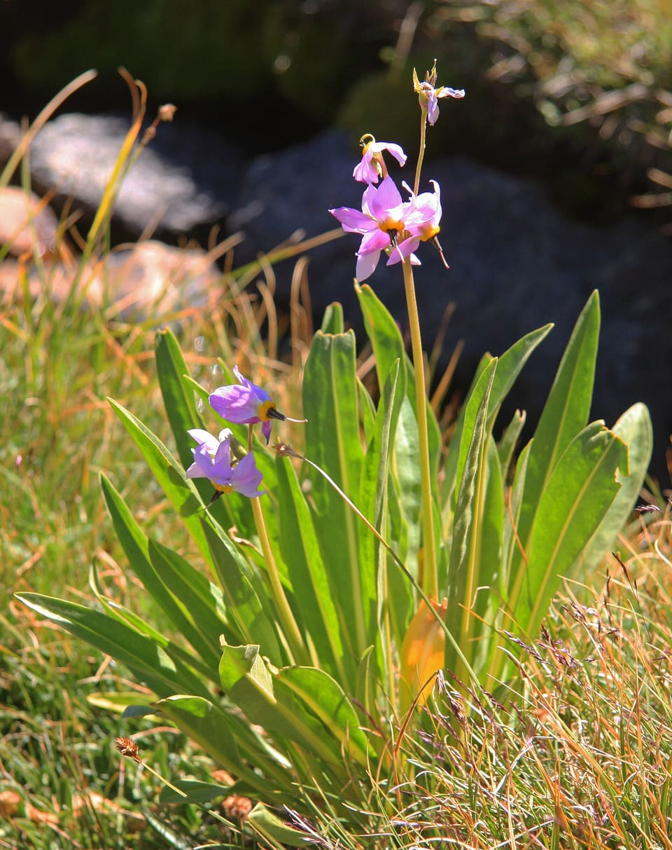 A clump of long upright leaves with a tall stalk of pink-purple shooting-star flowers, their petals swept back