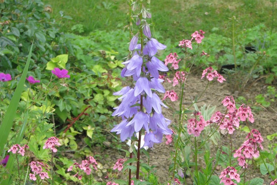 An upright spike of lavender-blue bells in a border