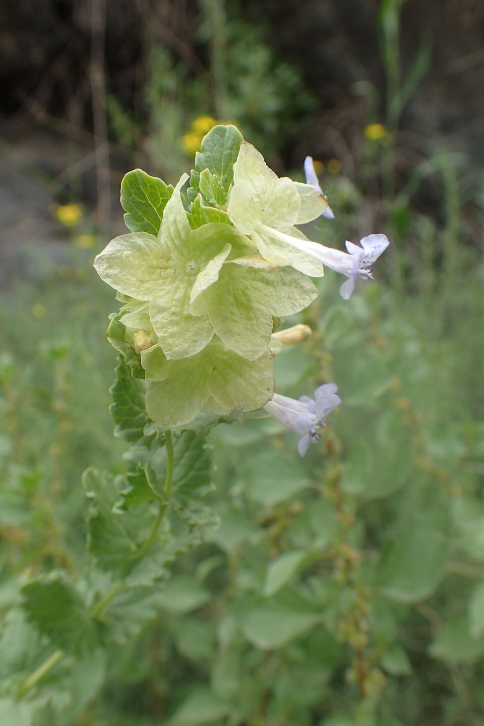 Pale papery yellow-green bracts with slender lilac two-lipped flowers emerging between them