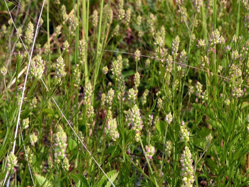 A dense stand of slender stems crowded with small green and pink buds, threaded through with grasses.