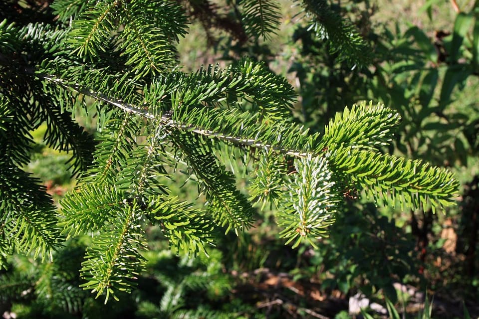 Flat sprays of short glossy needles showing their pale undersides where the shoots turn