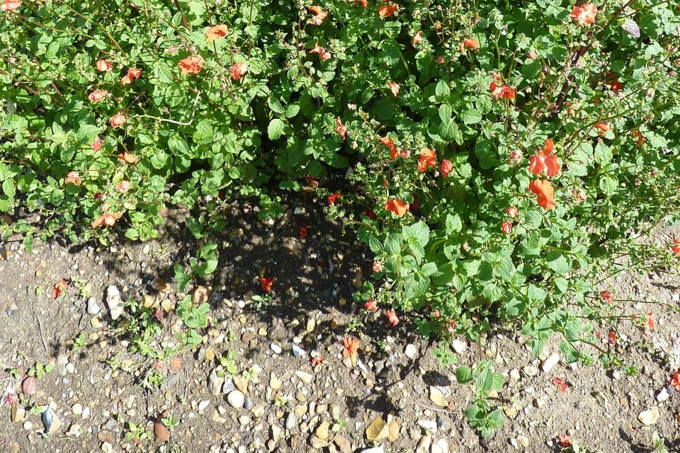 A bushy plant covered in small orange-red flowers