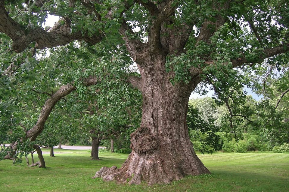 A broad old oak with a massive short trunk standing on mown grass
