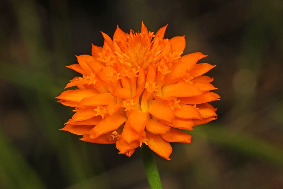 A tight rounded head of bright orange florets packed like a clover, on a smooth green stem.