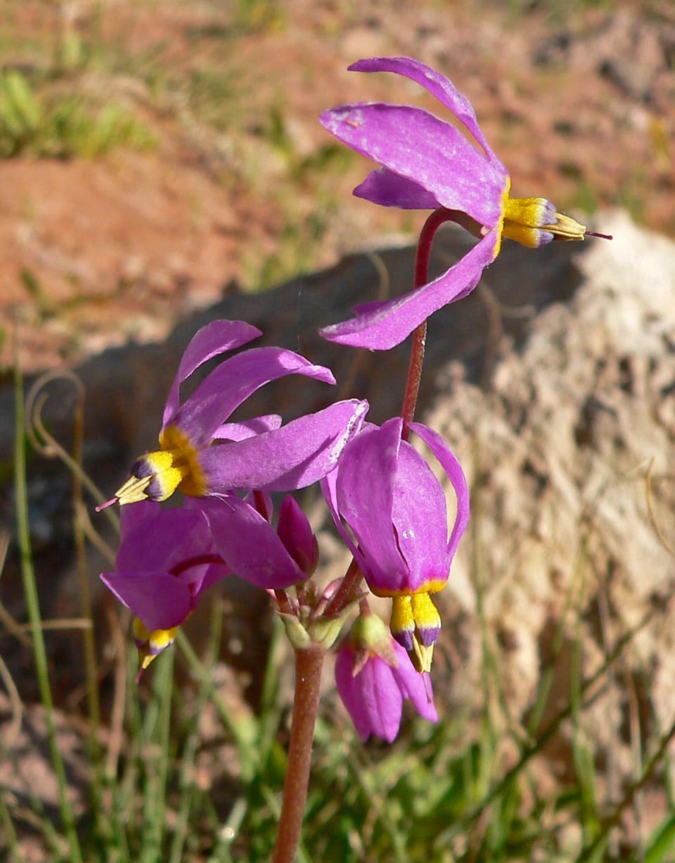 A cluster of magenta flowers with reflexed petals and bright yellow anther bases, over red soil