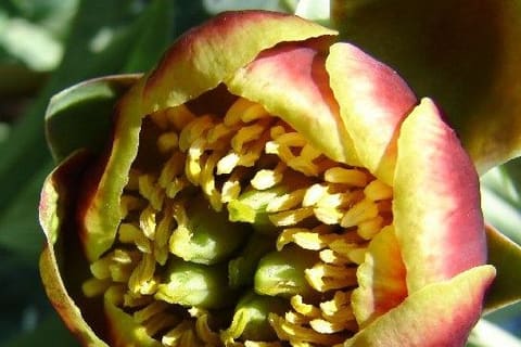 A nodding globe flower of red-edged yellow-green petals