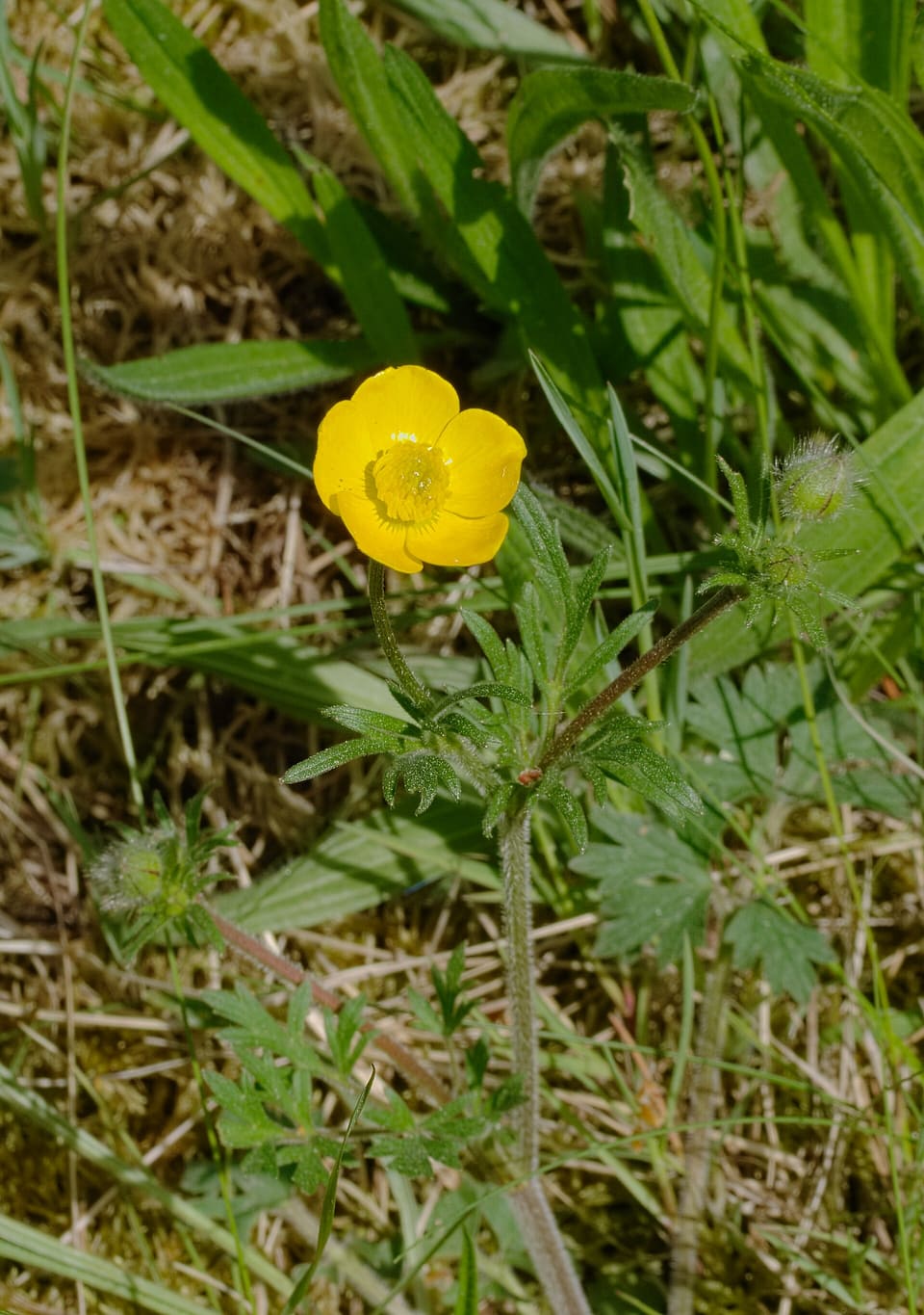 A glossy yellow buttercup with five rounded petals, on a hairy stem above deeply cut leaves in rough grass.
