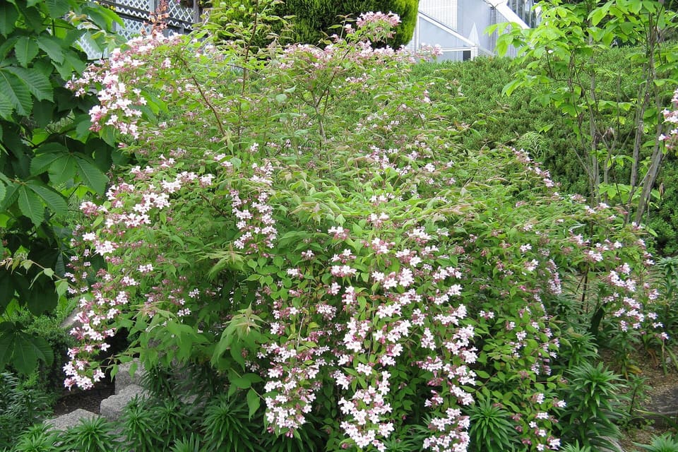 An arching shrub smothered in small pale pink flowers