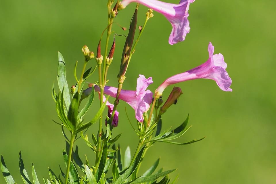 Pale pink trumpet flowers on thin branching stems