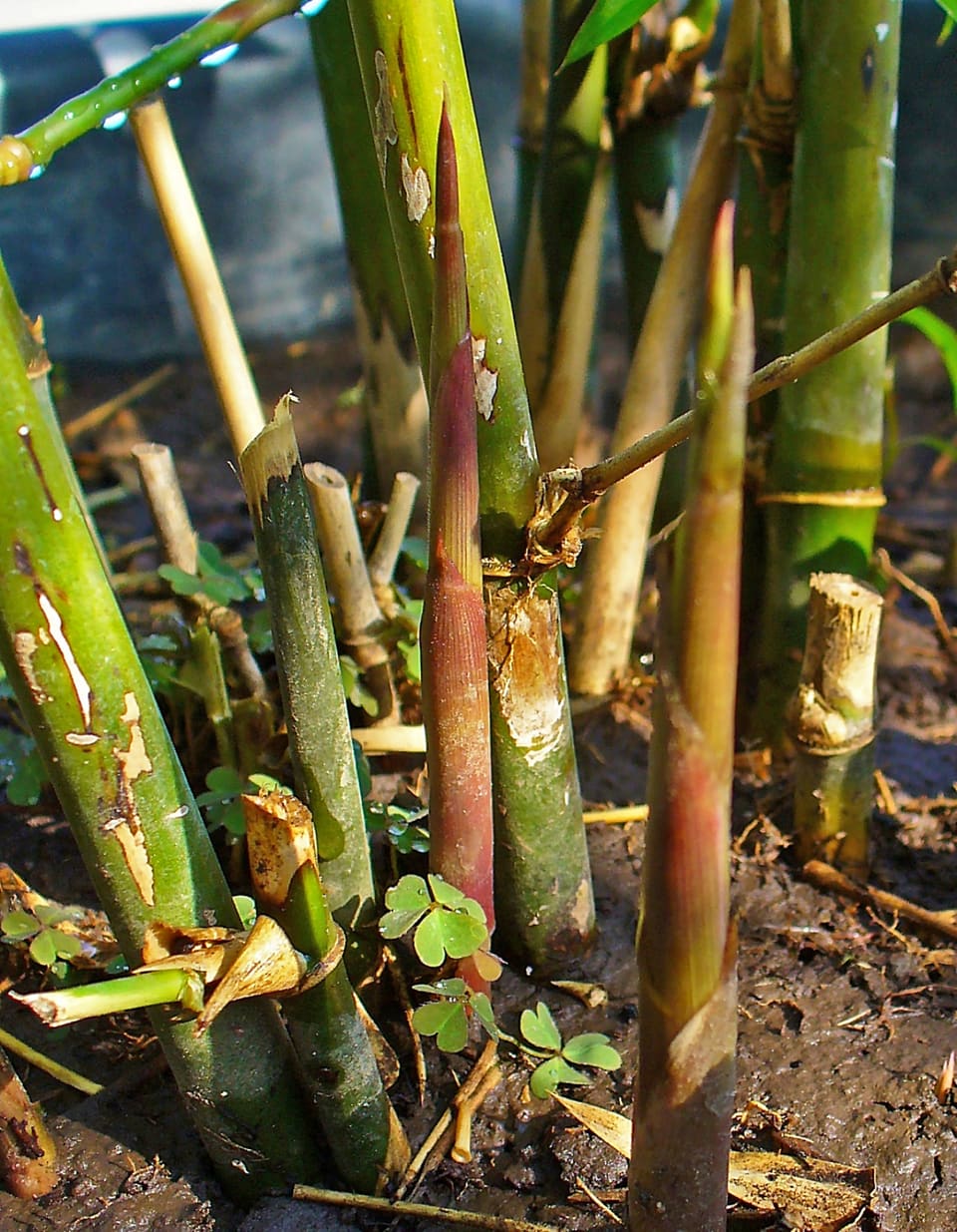 New bamboo shoots pushing up through wet soil among cut and standing green culms
