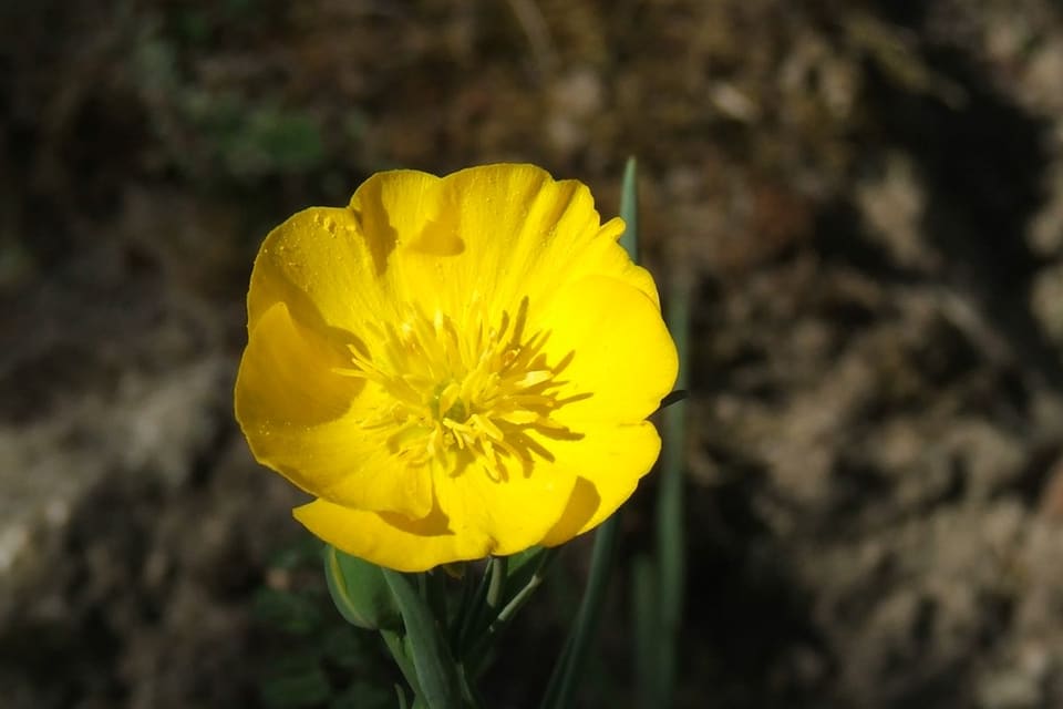 A single glossy yellow buttercup on a grey-green stem
