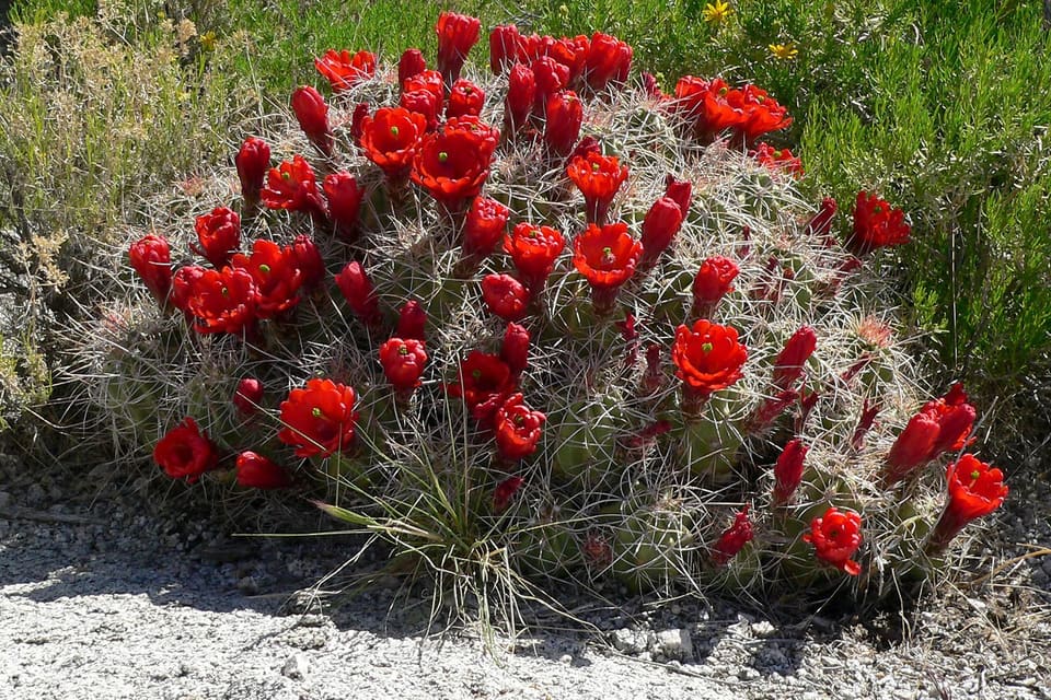 A clump of cactus stems bearing many scarlet cup-shaped flowers