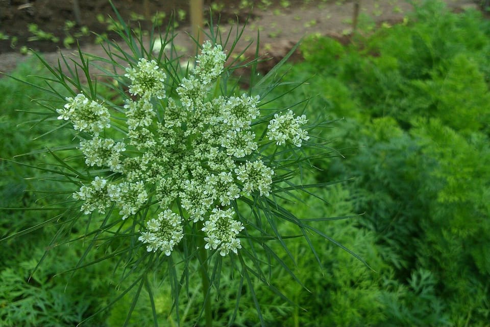 A broad white flowerhead above finely cut ferny foliage