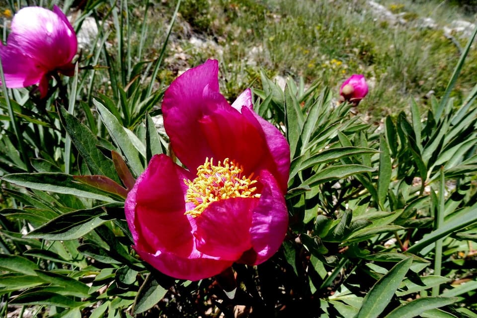 A crimson peony with golden stamens above dark divided leaves