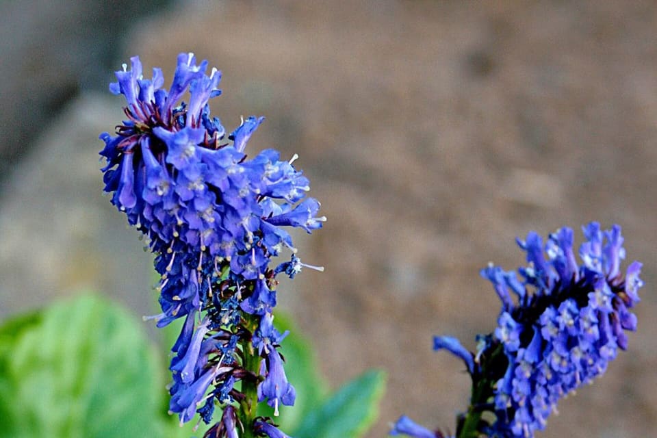 Deep blue flower spikes above broad basal leaves