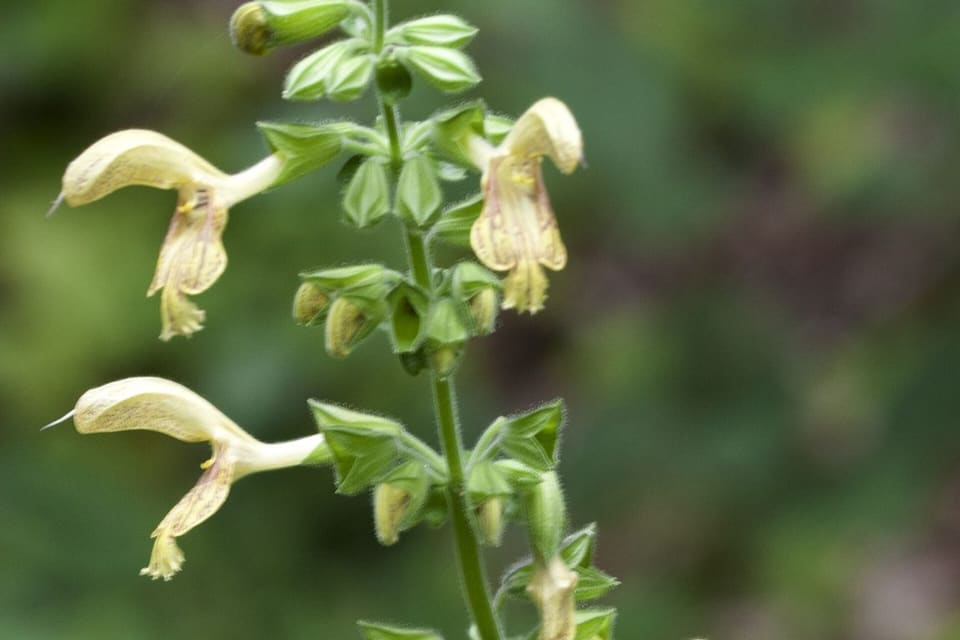 Pale yellow hooded flowers ranged along an upright stem