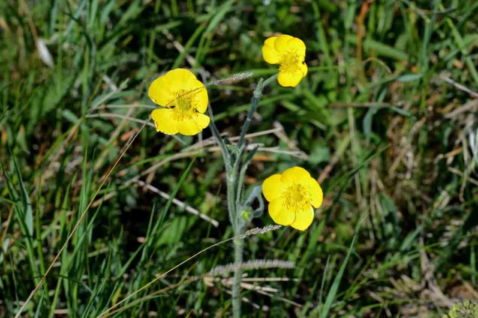 Yellow buttercups among grass, the leaves narrow and silvery