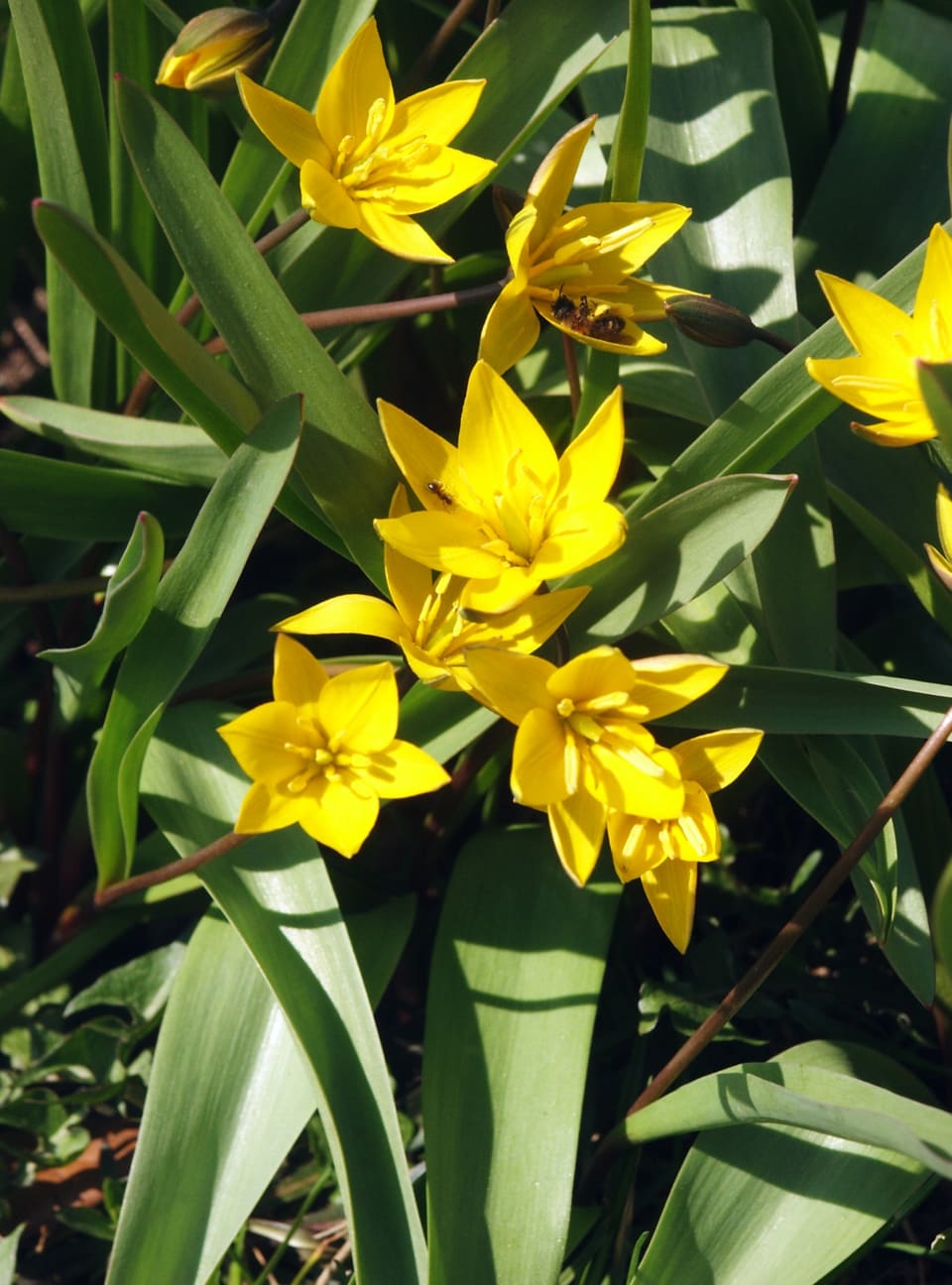 Yellow star-shaped flowers opened flat, their six pointed tepals backed in green, among broad blue-green leaves.