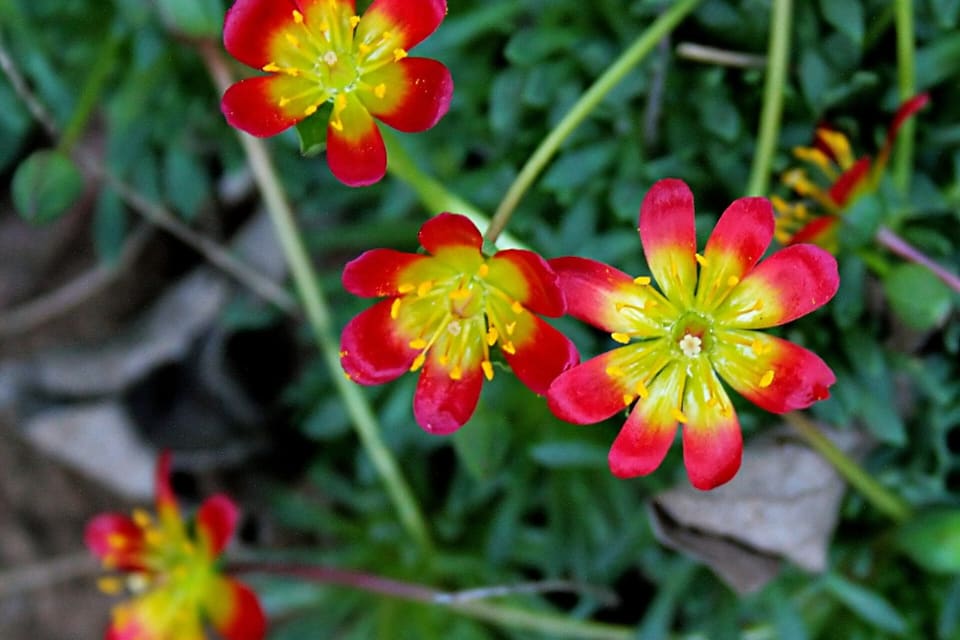 Red and yellow flowers with pointed petals over narrow leaves