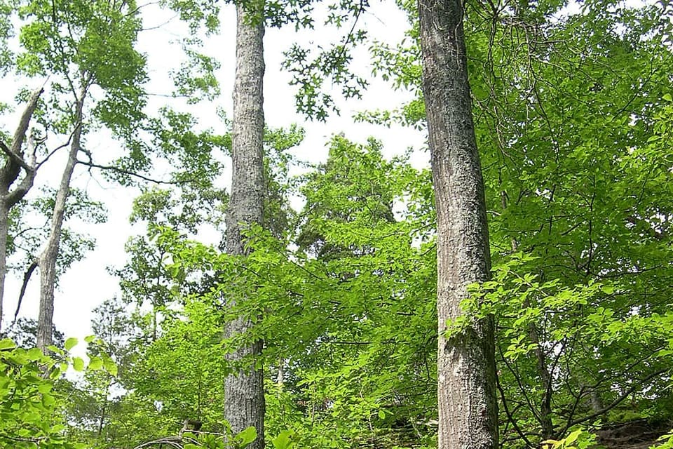 Tall straight oaks in summer woodland above a rock outcrop