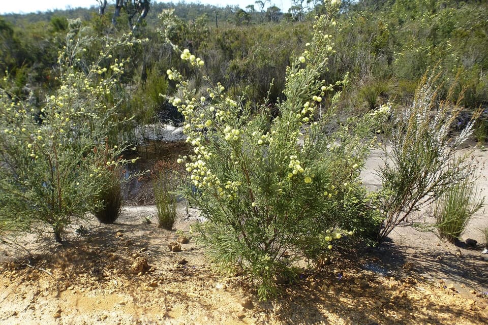 An open shrub of fine foliage bearing cream flowers on sandy ground