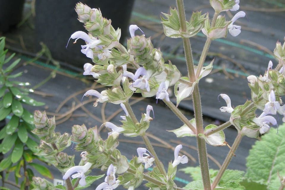 Pale lilac hooded flowers on branching spikes above grey leaves