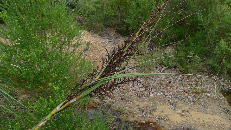 A large sedge of long arching leaves with a dark drooping seed panicle, on a sandy bank