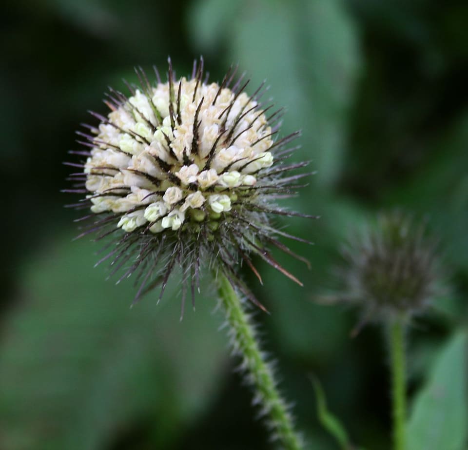 A rounded head of cream florets ringed by long dark curving spines, on a bristly stem