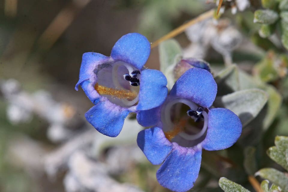 Two vivid blue flowers seen face on, each throat pale and marked with a golden-orange beard, above grey felted leaves.