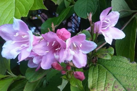 Pink trumpet flowers and buds among veined green leaves