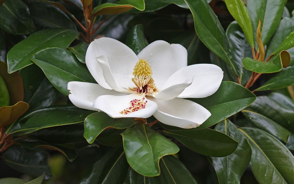 A wide white cup flower around a yellow-green cone, among glossy leaves with rust-brown undersides