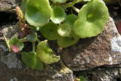 Round dimpled leaves growing from the joints of a stone wall