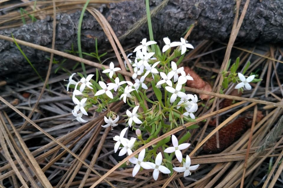 Small white four-petalled flowers in a low tuft among fallen pine needles