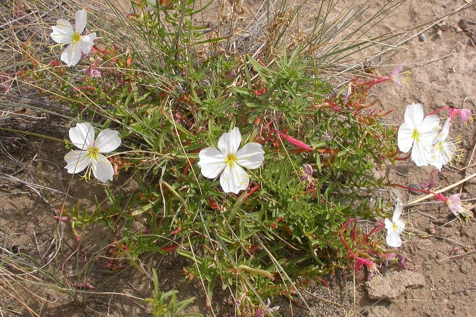A sprawling plant with white flowers and red stems on sand