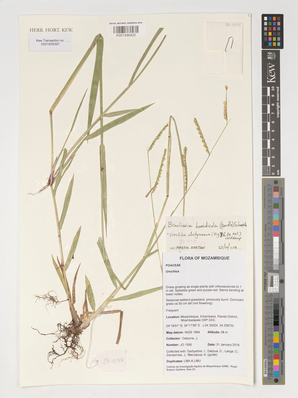 A pressed herbarium specimen of a grass with long flat leaf blades and slender flowering spikes, with a printed Flora of Mozambique label