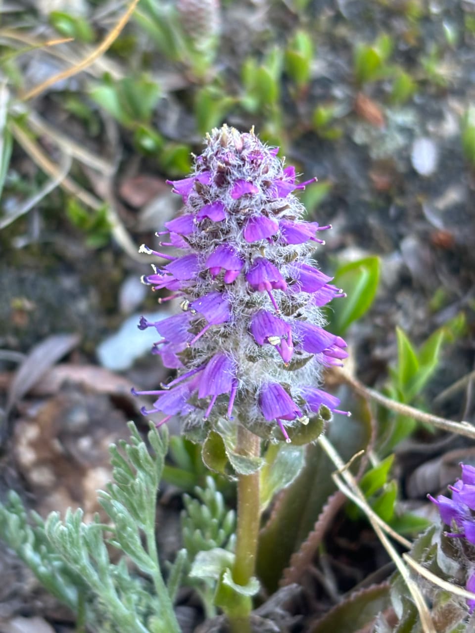 A dense woolly spike of violet tubular flowers with protruding stamens, above grey ferny leaves on stony alpine ground.