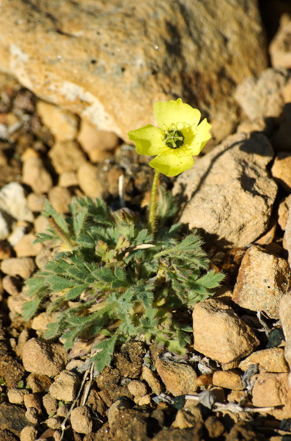 A single yellow poppy on a slender stalk above a tight rosette of hairy grey-green leaves, wedged among broken rock.