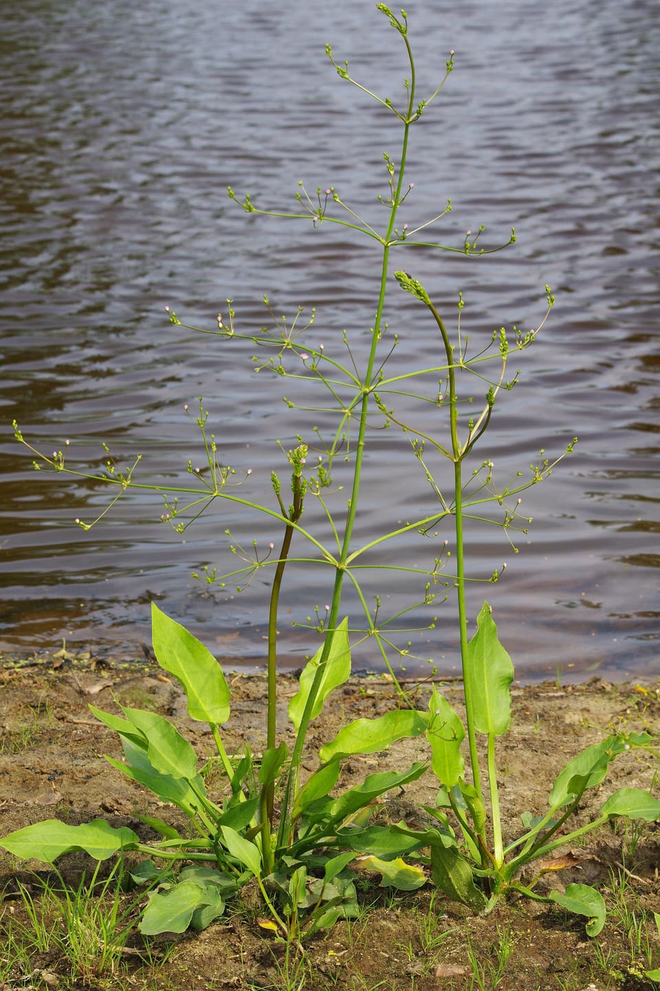 Tall airy flower stems branching in whorled tiers above broad spear-shaped basal leaves, at a pond margin