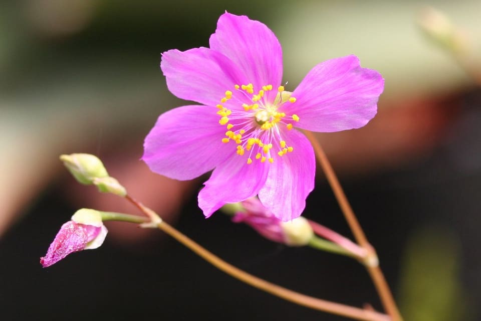 A magenta flower with yellow stamens on a slender stalk